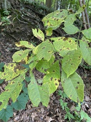 Gnomonia caryae