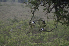 Lanius excubitoroides