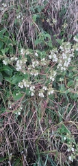 Calceolariaceae
