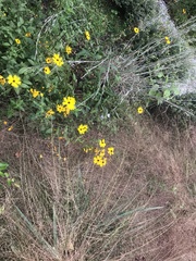 Coreopsis integrifolia