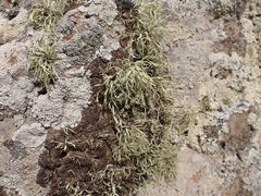 Ramalina siliquosa