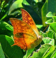 Charaxes varanes varanes