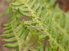 Neides aduncus