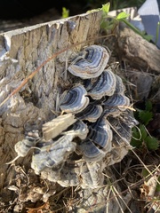 Trametes versicolor image