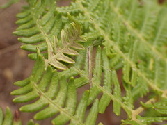 Neides aduncus