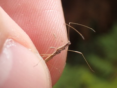Neides aduncus