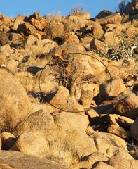 Commiphora gracilifrondosa