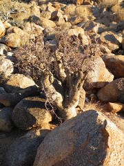Commiphora gracilifrondosa