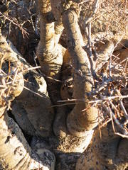 Commiphora gracilifrondosa