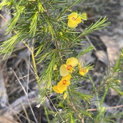 Dillwynia tenuifolia