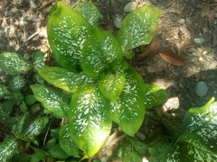 Dieffenbachia seguine