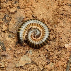 Spiropoeus
