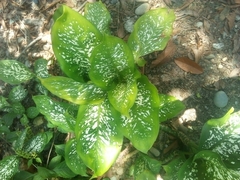 Dieffenbachia seguine