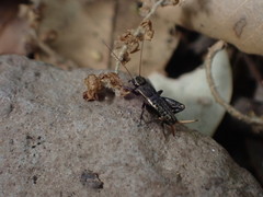 Eumodicogryllus bordigalensis