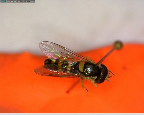 iNaturalist observation photo of Forked Globetail
