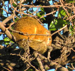 Paraxerus cepapi cepapi