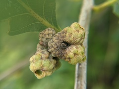 Callirhytis glandulus