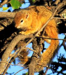 Paraxerus cepapi cepapi