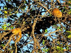 Paraxerus cepapi cepapi