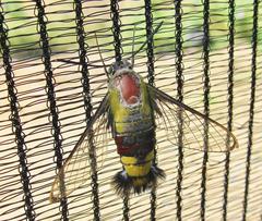 Cephonodes hylas virescens