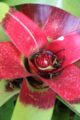 Neoregelia compacta