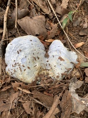 Lactarius indigo