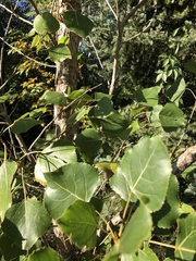 Populus