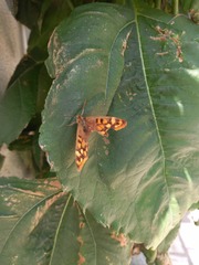 Pararge aegeria aegeria