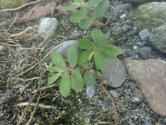 Euphorbia thymifolia