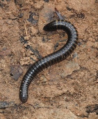 Spiropoeus