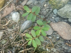 Euphorbia thymifolia
