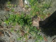 Chenopodium ficifolium