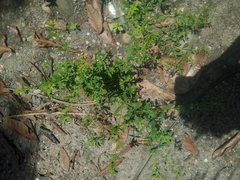 Chenopodium ficifolium
