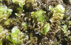 Scapania irrigua