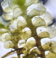Scapania irrigua