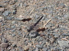 Brachythemis impartita