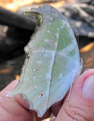 Protogoniomorpha parhassus