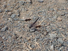 Brachythemis impartita