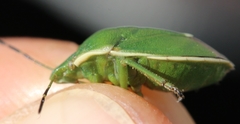 Chlorochroa juniperina