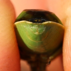 Chlorochroa juniperina