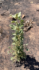 Malacothamnus fasciculatus