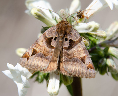 Euclidia ardita