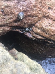Pachygrapsus