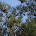 Pinus densiflora - Photo (c) harum.koh, algunos derechos reservados (CC BY-SA), subido por harum.koh