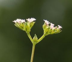 Valerianella rimosa