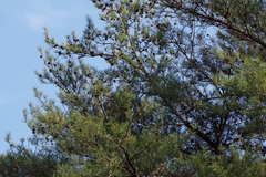 Pinus densiflora