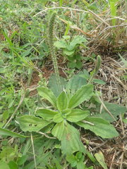 Plantago