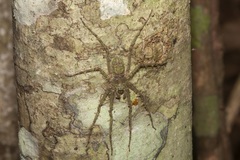 Pandercetes gracilis