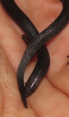 Geophis hoffmanni
