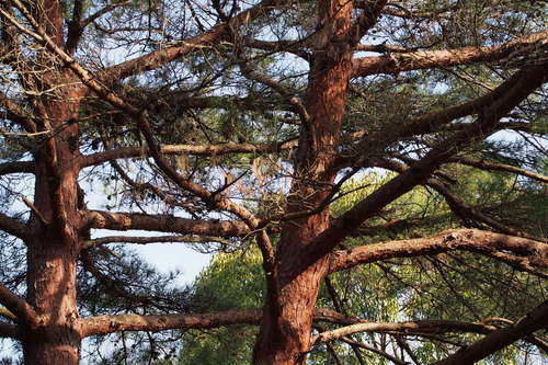 Japanese red pine